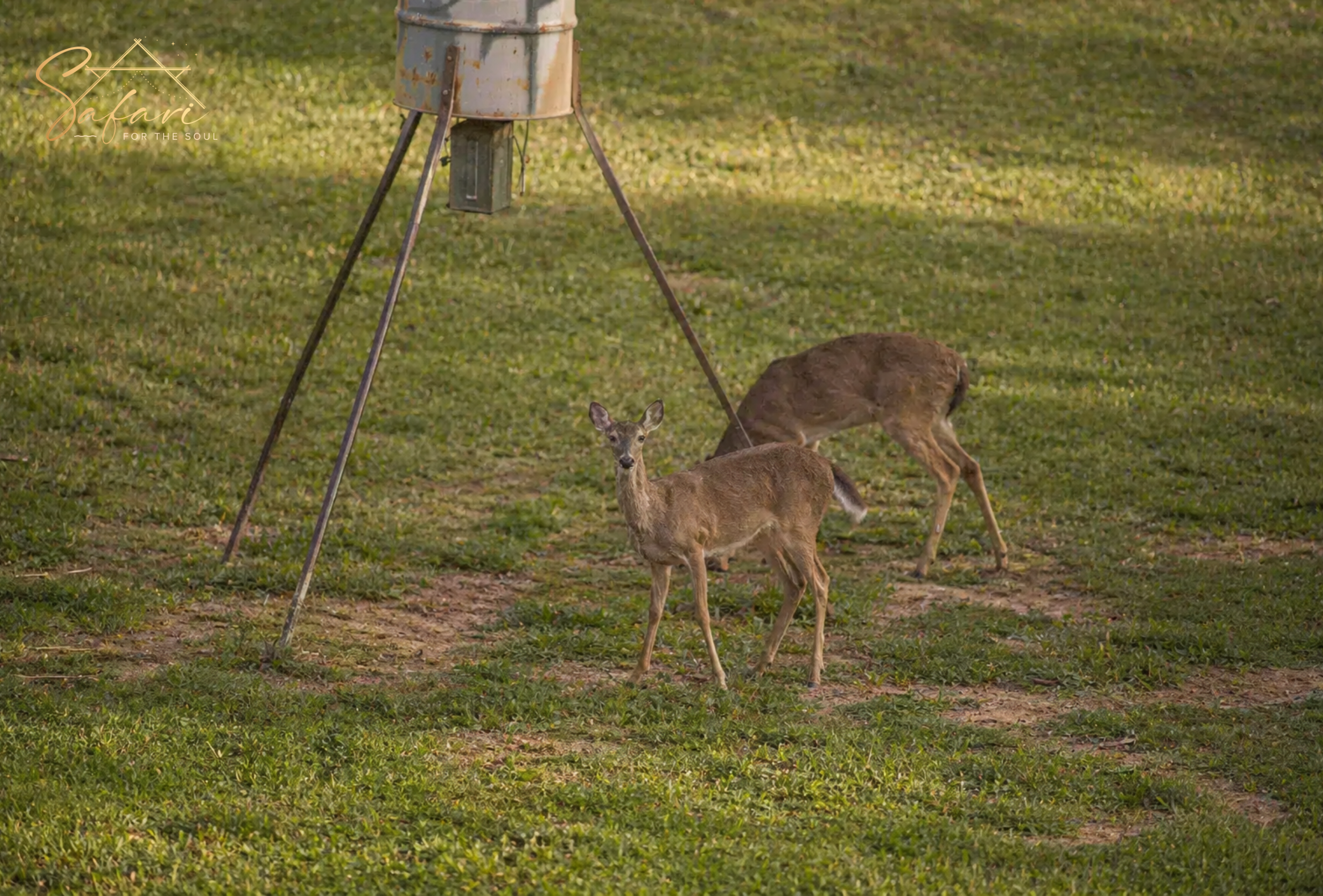 Deer grazing near glamping site in natural grassy area in Texas